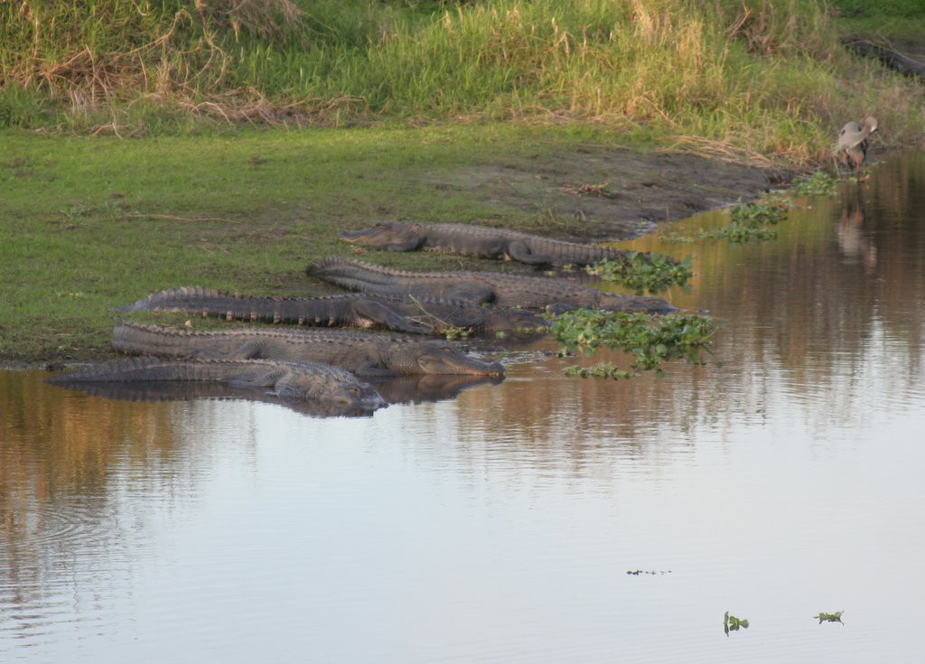 gators, gators, lots of alligators