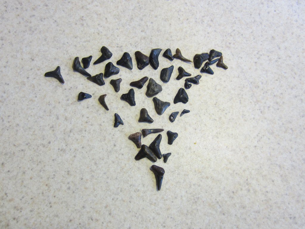 shark teeth! Cool!