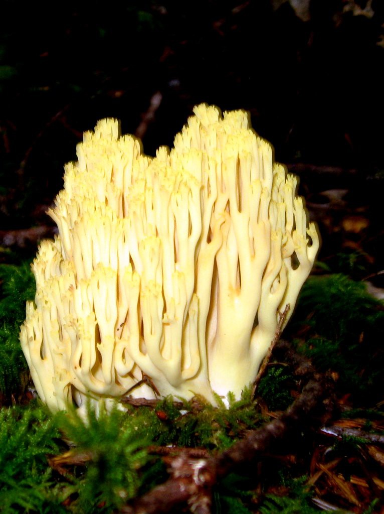 That is the weirdest mushroom ever!