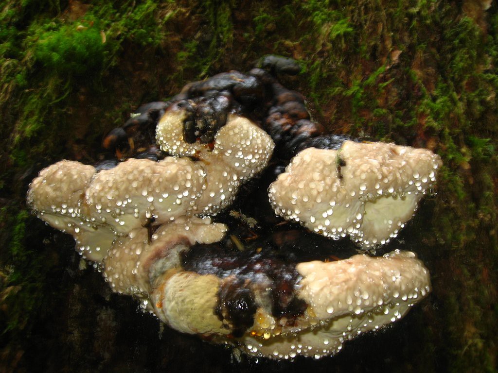 That is one big mushroom!