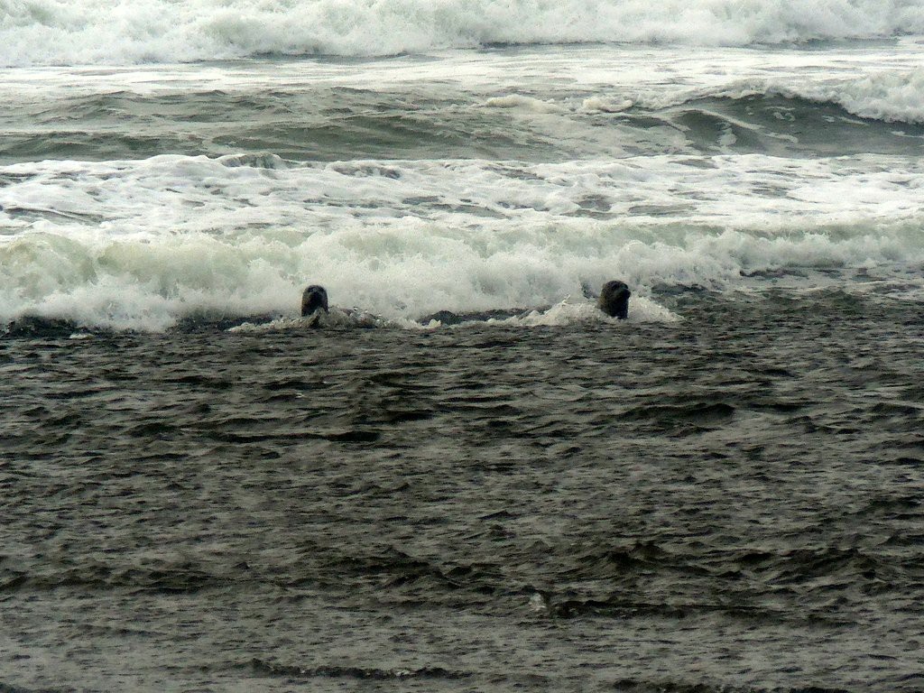 Seals