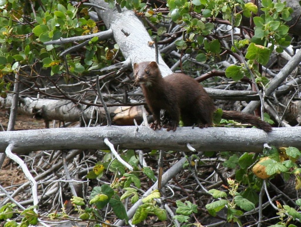 unidentified adorable little critter