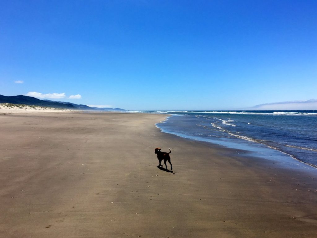 Barney on the beach