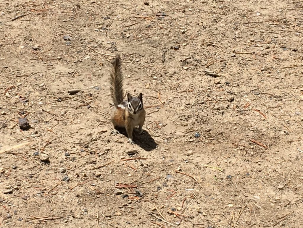 feral chipmunk